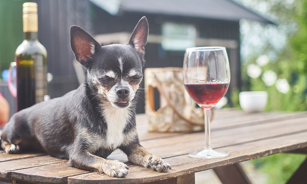dog and wine glass in georgetown
